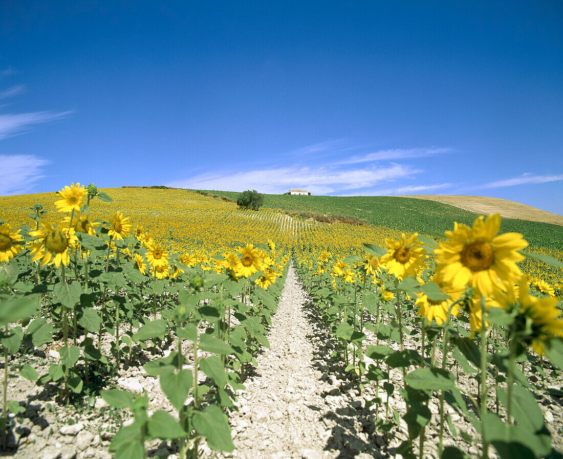 Sunflowers field. Andalucía. Spain