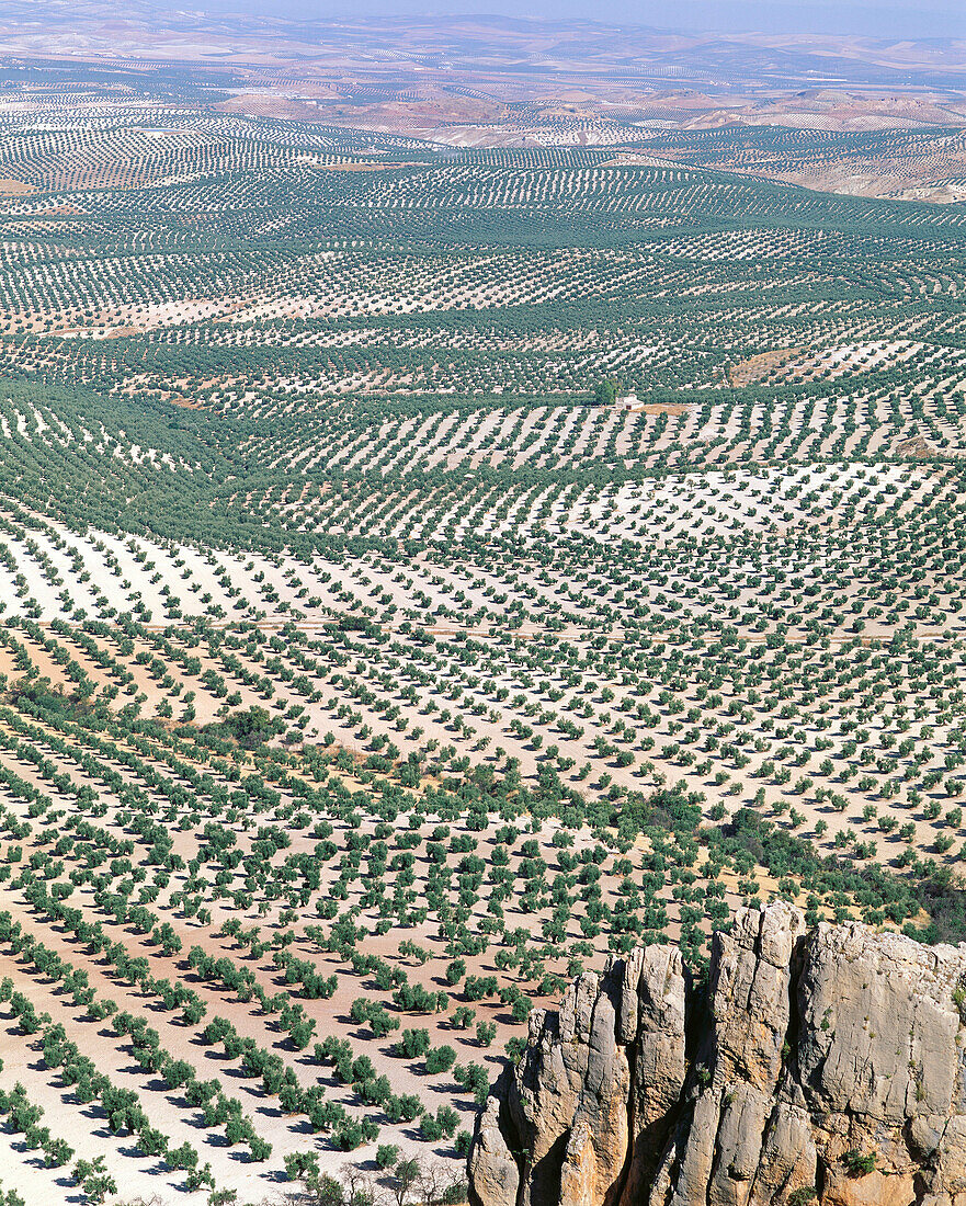 Olive trees fields. Jaen province. Spain