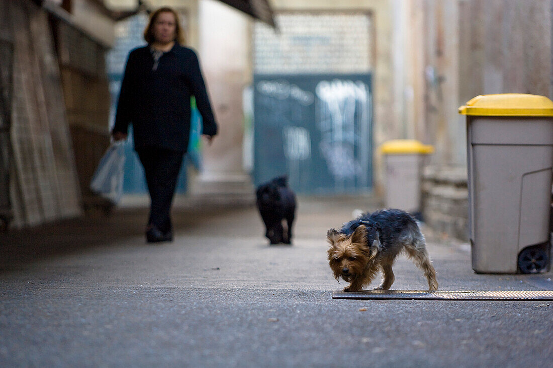 Woman with dogs, Barcelona, Spain