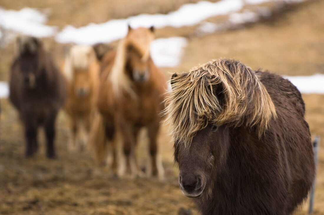 Small group of icelandic horses, Iceland