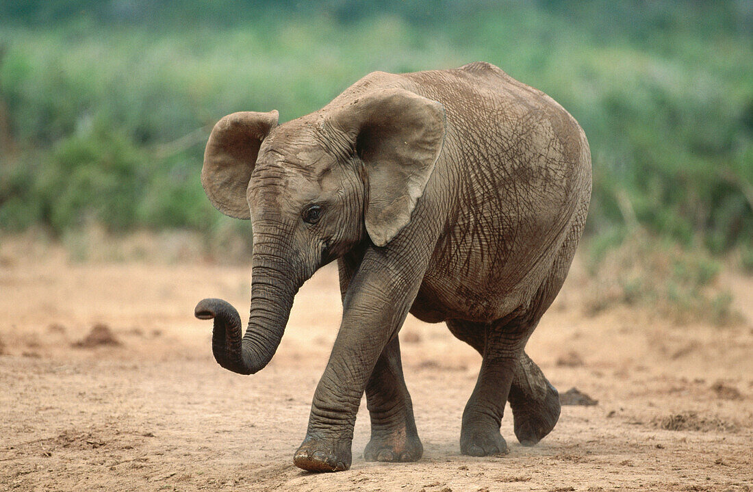 African Elephant (Loxodonta africana). Addo Elephant National Park. South Africa