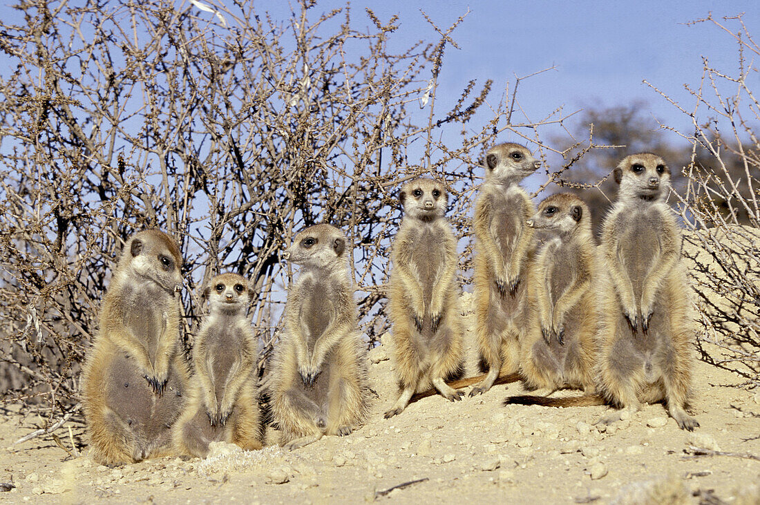 Meerkats (Suricata suricatta), sunbathing. Kgalagadi Transfrontier Park, Kalahari. South Africa