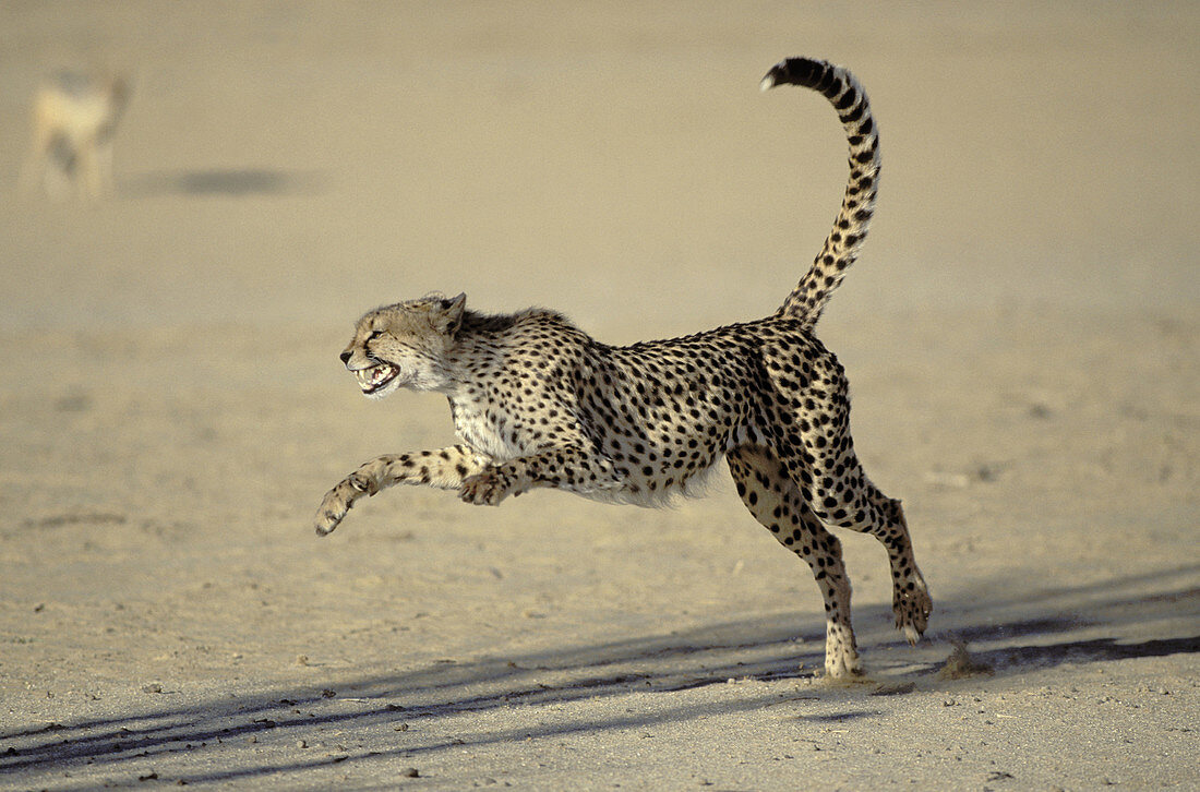 Cheetah (Acinonyx jubatus), threat display. Kgalagadi Transfrontier Park. South Africa