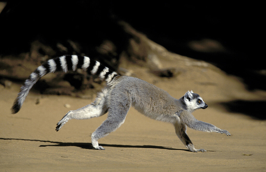 Ringtailed Lemur (Lemur catta), running. Berenty Private Reserve. Madagascar