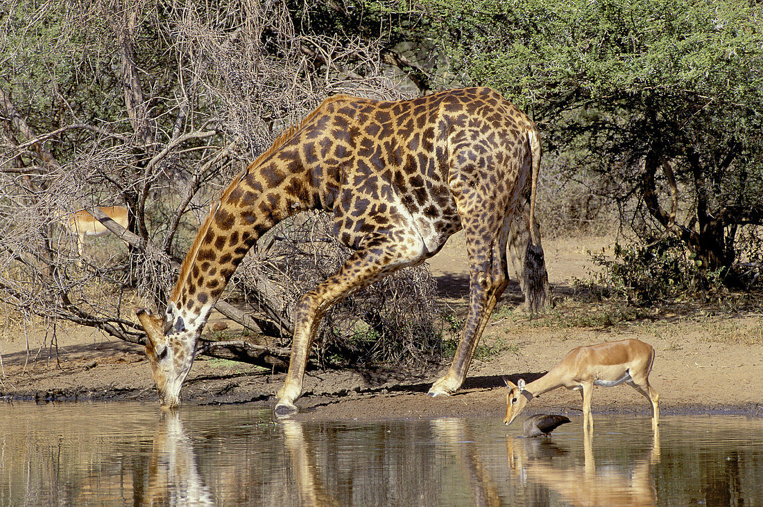 Giraffe (Giraffa camelopardalis), drinking at waterhole. Kruger National Park. South Africa