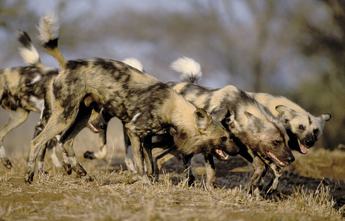 Wild Dogs or Cape Hunting Dogs (Lycaon pictus), pack hunting. Kruger National Park. South Africa.