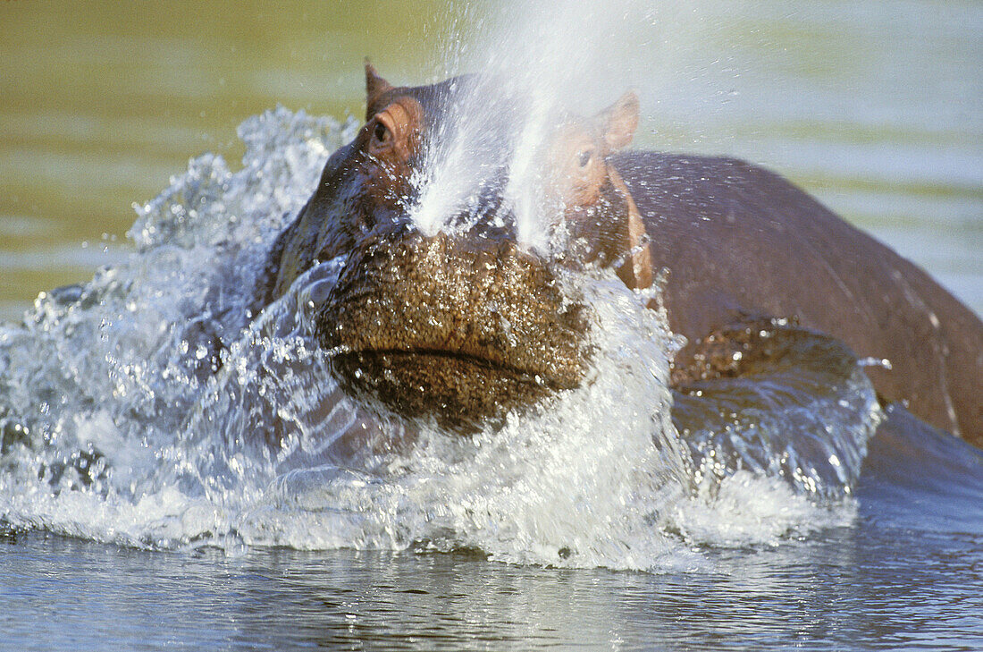 Hippo (Hippopotamus amphibius), aggression display. Kruger National Park. South Africa