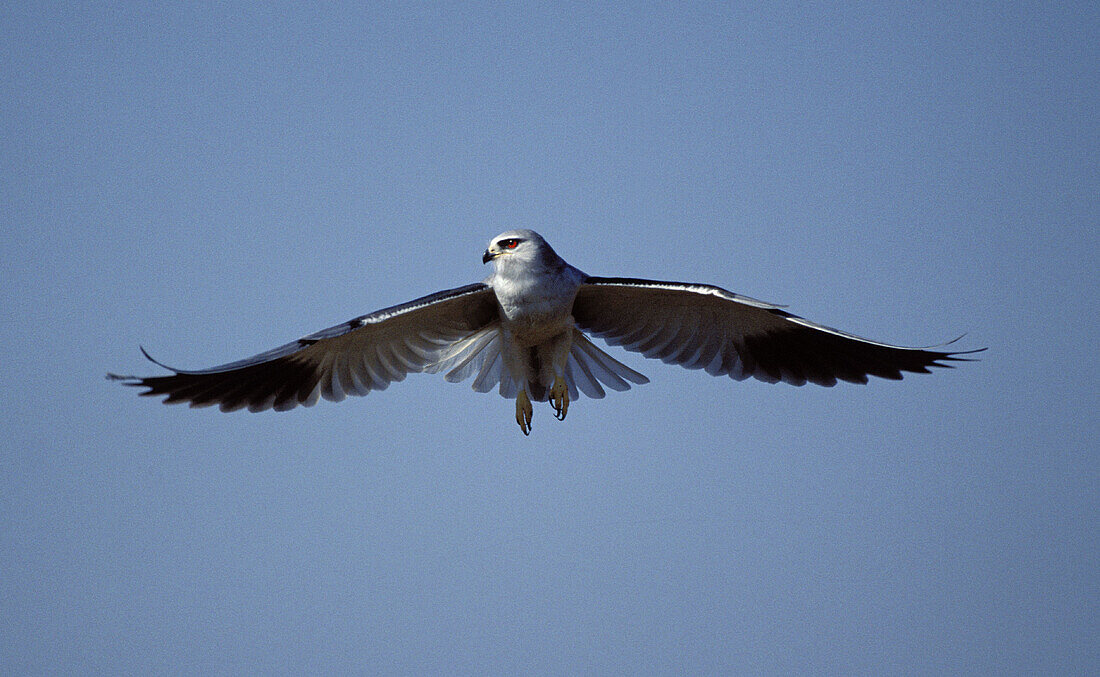 Black-shouldered Kite (Elanus caeruleus). Kruger National Park. South Africa