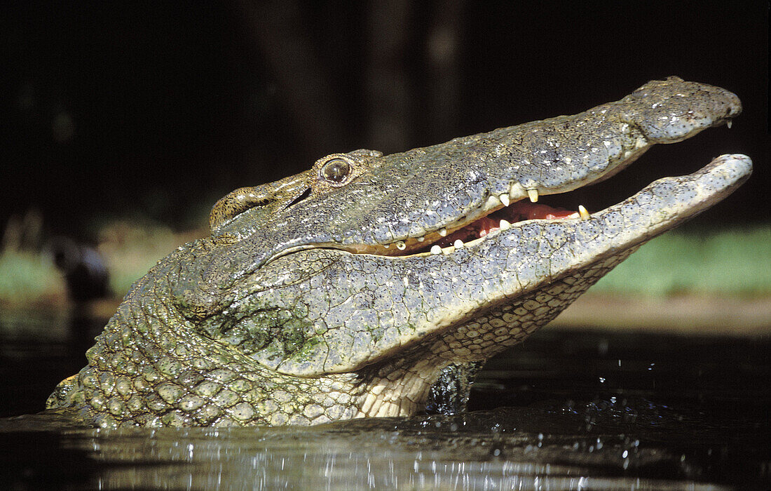 Nile Crocodile (Crocodylus niloticus). St. Lucia Wetland Park, KwaZulu-Natal, South Africa