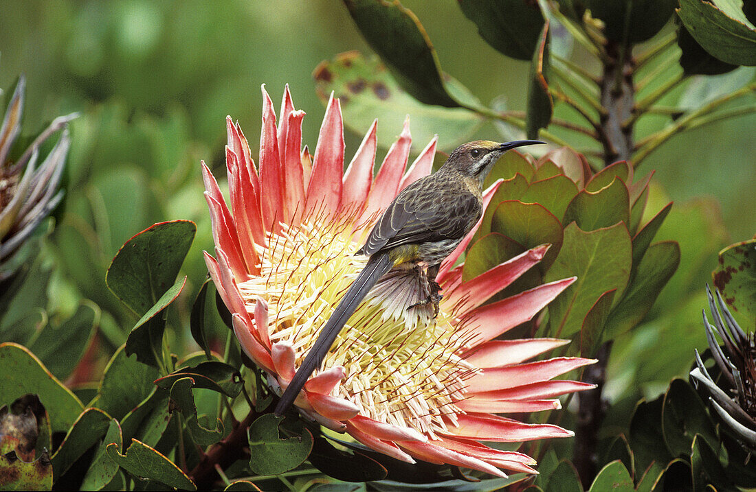 Cape Sugarbird (Promerops cafer) feeding on King Protea (Protea cynaroides), endemic to Western Cape. South Africa