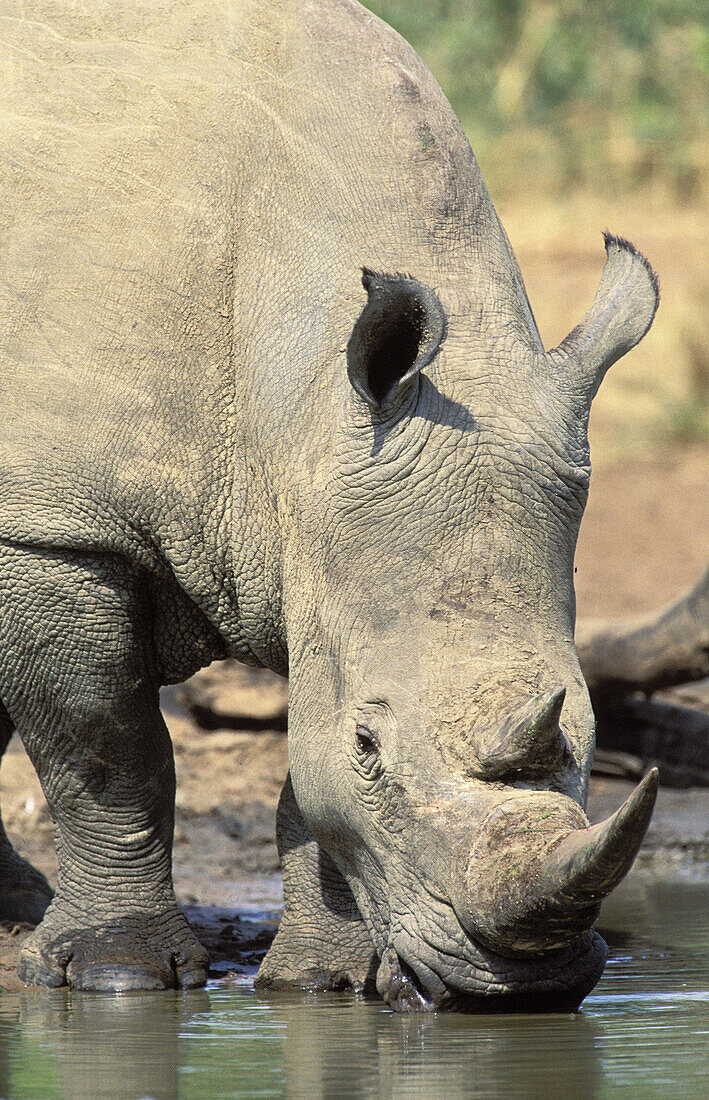 White Rhinoceros (Ceratotherium simum) drinking at waterhole. Hluhluwe-Umfolozi Park, KwaZulu-Natal, South Africa