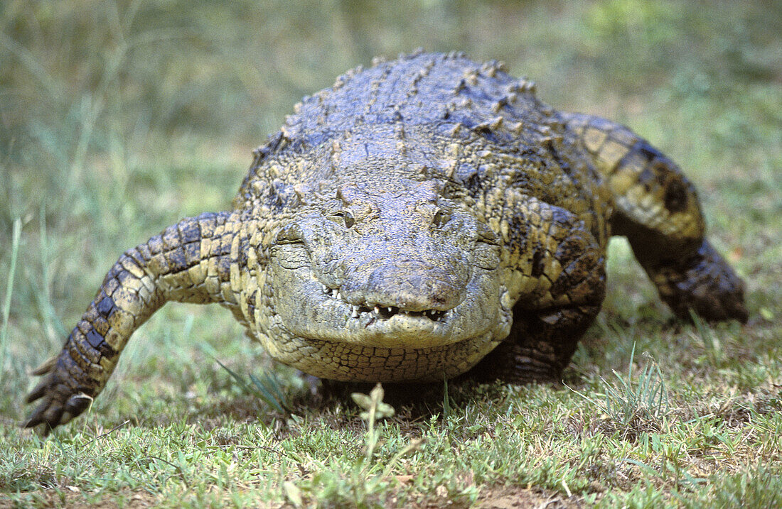 Nile Crocodile (Crocodylus niloticus) running. St. Lucia Wetland Park, KwaZulu-Natal, South Africa