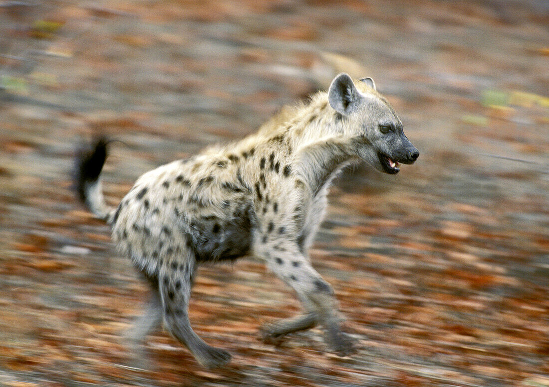 Spotted Hyena (Crocuta crocuta) running. Kruger National Park, South Africa