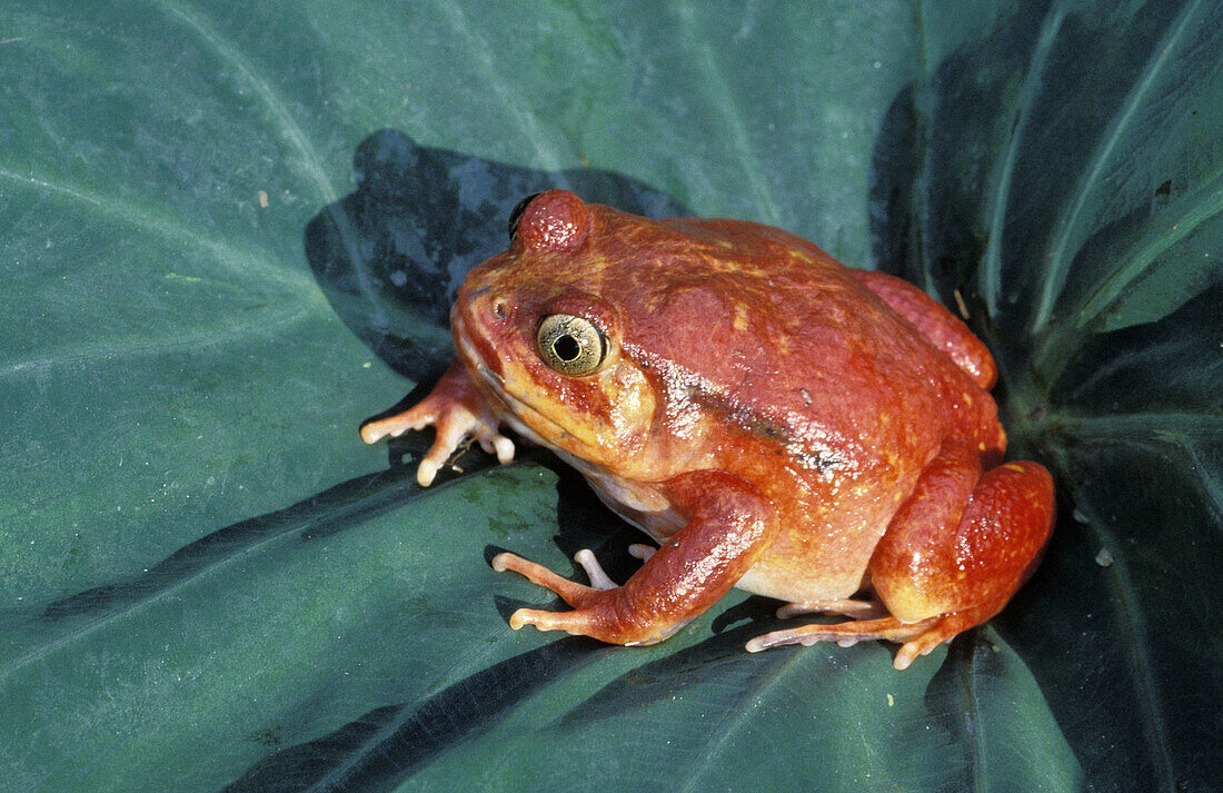 Tomato Frog (Dyscophus antongilii), endangered species, poisonous. Madagascar