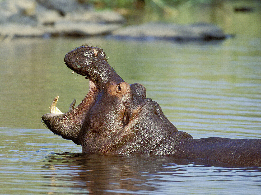 Hippopotamus (Hippopotamus amphibius) yawning, threat or dominance display. Kruger National Park, South Africa