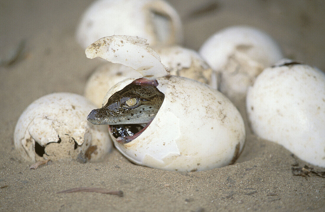 Nile Crocodile (Crocodylus niloticus) hatching from egg. St. Lucia Wetland Park, KwaZulu-Natal, South Africa