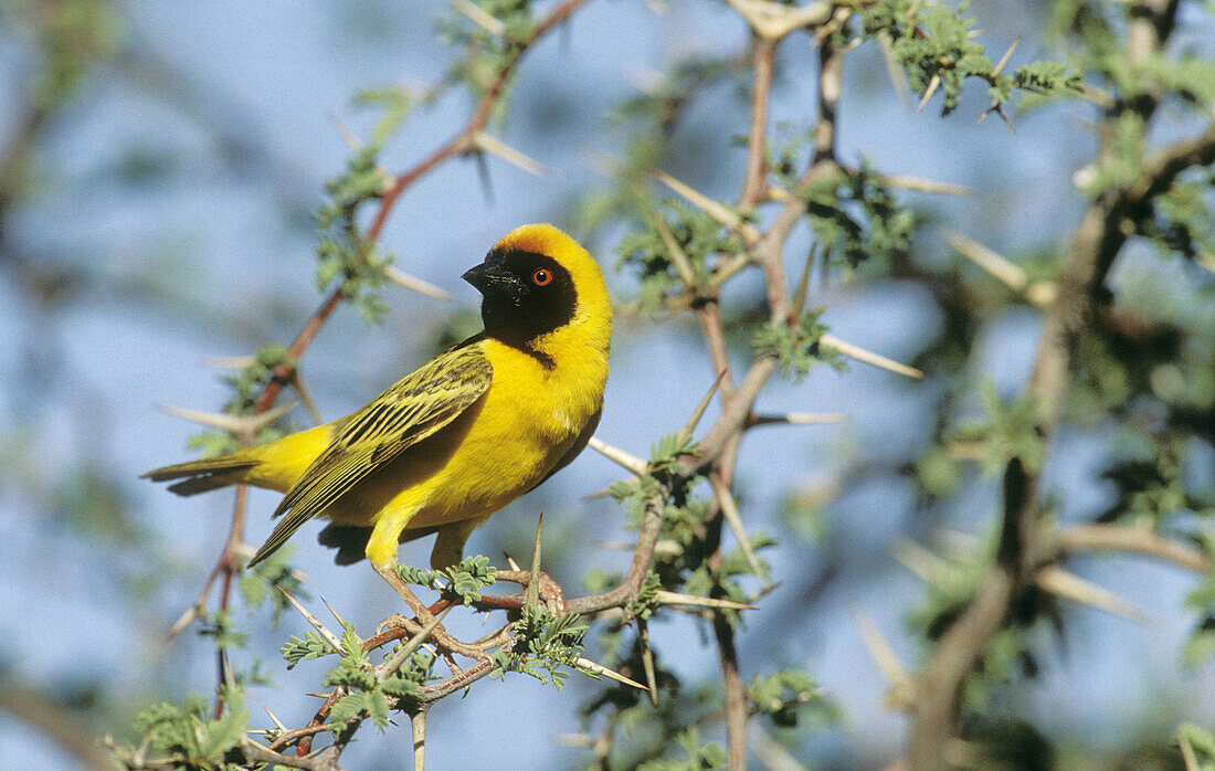 Masked Weaver, Ploceus velatus, Kgalagadi Transfrontier Park, South Africa