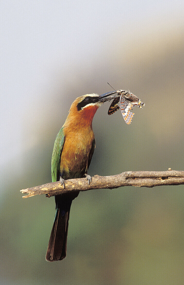 Whitefronted Bee-eater, Merops bullockoides, with Painted Lady butterfly, Kruger NP, South Africa