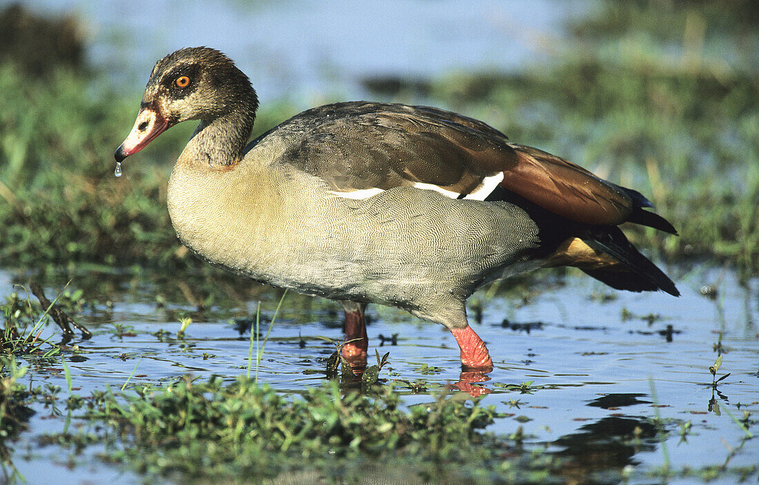 Egyptian Goose, Alopochen aegyptiacus, Kruger National Park, Mpumalanga, South Africa.