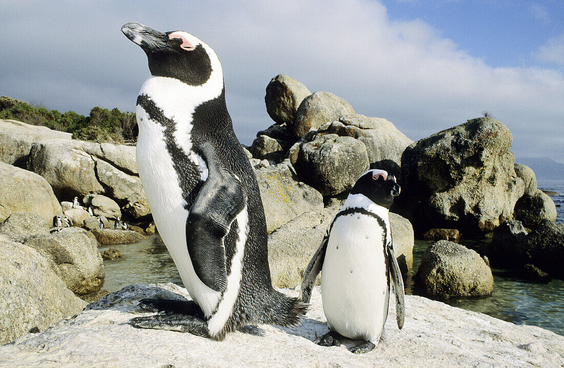 African Penguin (Spheniscus demersus), Boulders Beach, Cape Town, South Africa