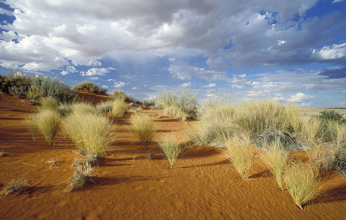 Kalahari Scene, red dunes and storm sky at Twee Rivieren, Kgalagadi Transfrontier Park, South Africa