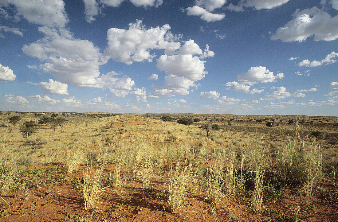 Kalahari Scene, Kgalagadi Transfrontier Park, Dune ridge and grasses. Kalahari, Northern Cape, South Africa