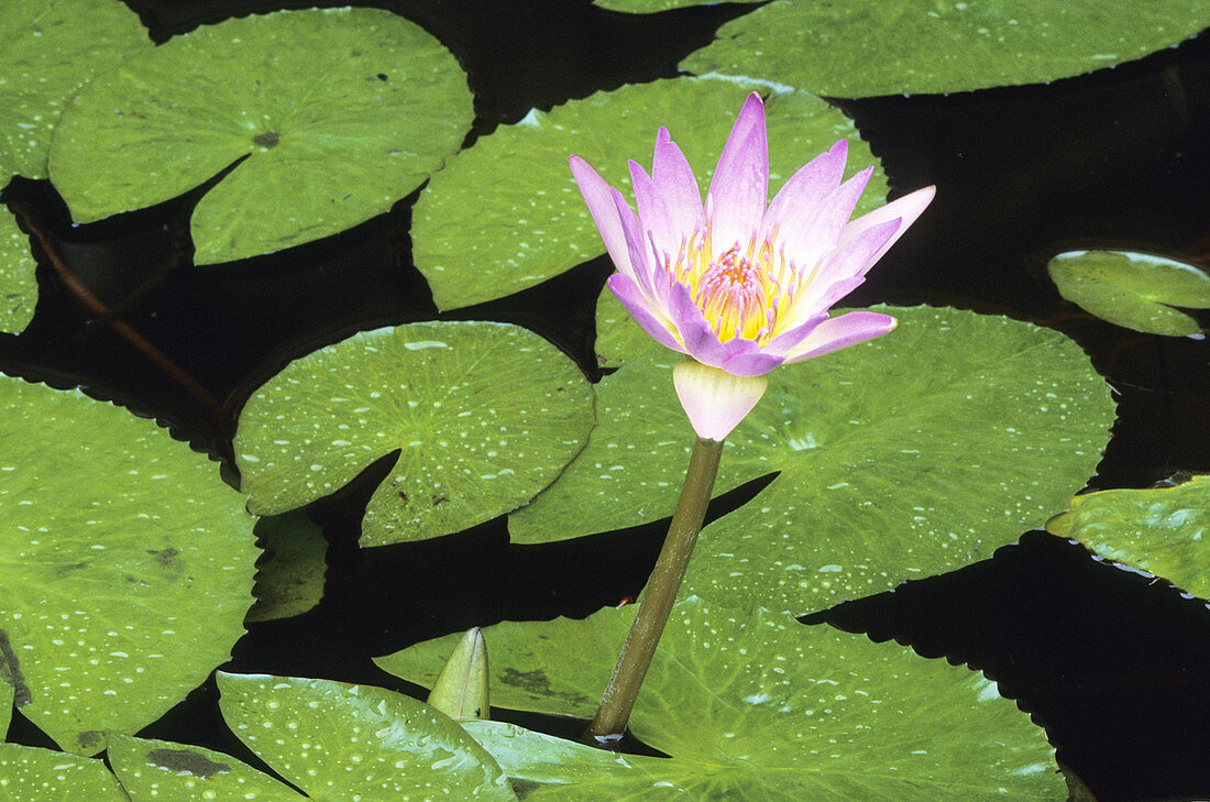 African Waterlily, Nymphaea capensis, Kruger National Park, South Africa