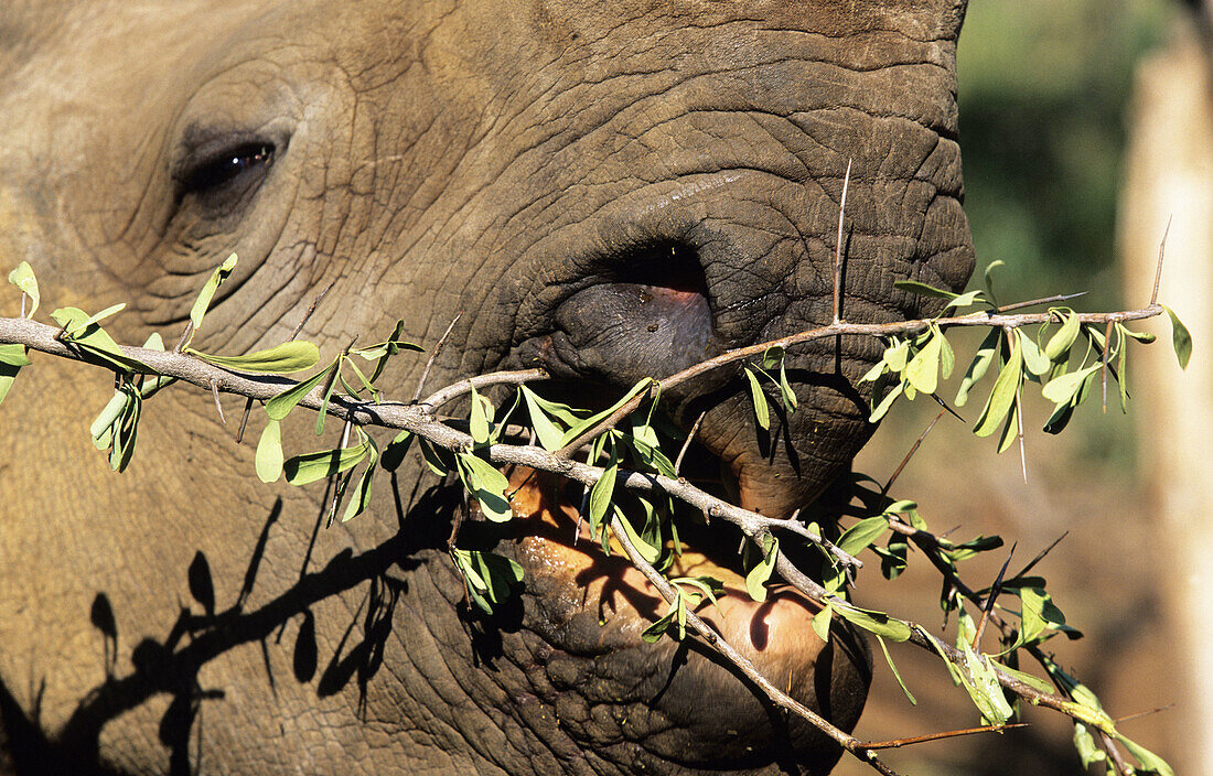 Black Rhino (Diceros bicornis) browsing. Lapalala, South Africa.