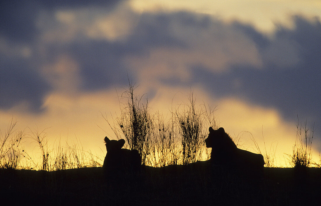 Lions (Panthera leo) at sunset. Kgalagadi Transfrontier Park, Kalahari. South Africa.