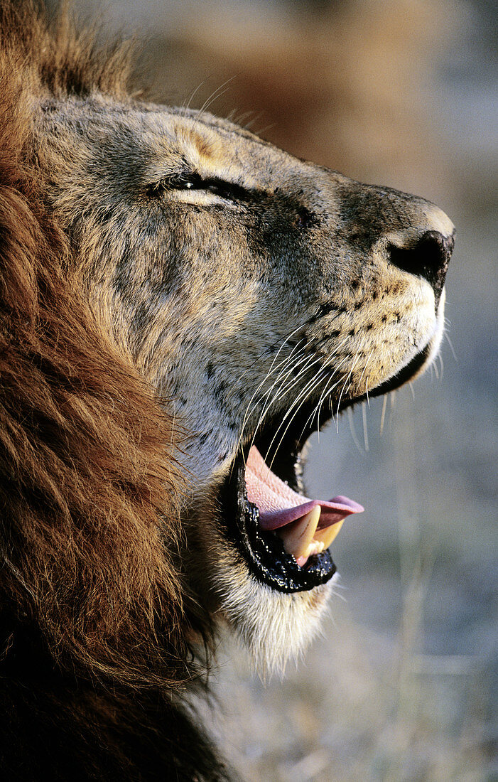 Lion (Panthera leo) yawning. Sabi Sabi, South Africa.