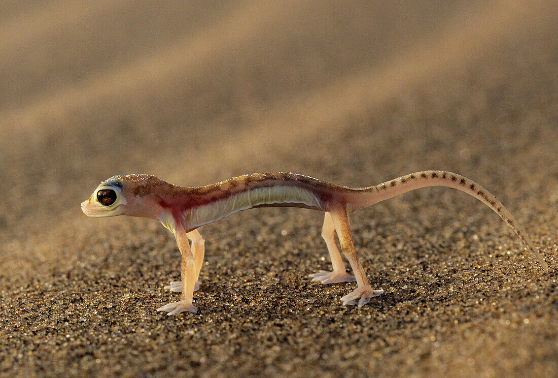 Web-footed Gecko. (Palmatogecko rangei) Namib-Naukluft Park, Namibia.