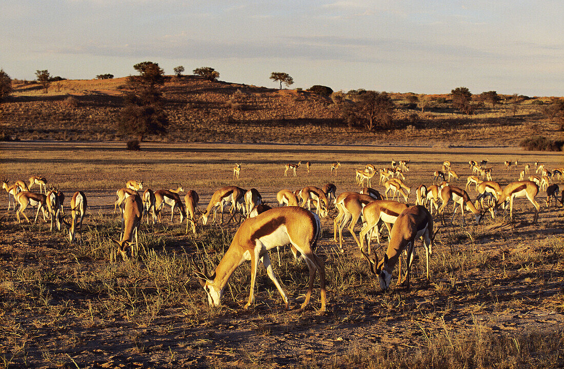 Springbok, herd grazing. Kgalagadi Transfrontier Park, Kalahari. Northern Cape, South Africa