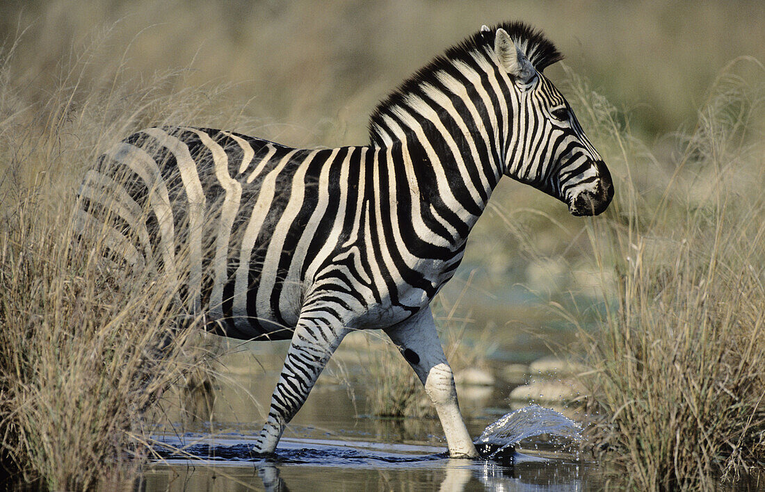 Burchell s Zebra (Equus burchelli). Kruger National Park, South Africa.