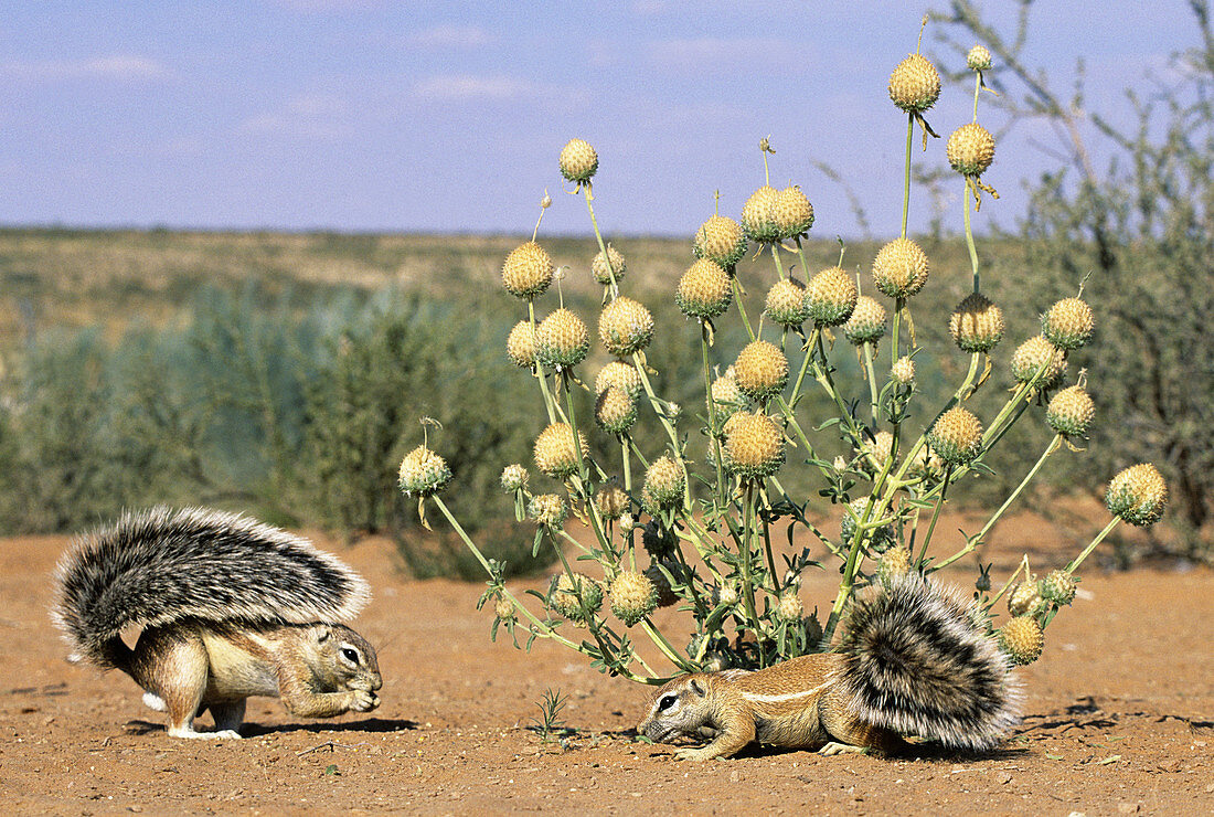 Ground Squirrel (Xerus inaurus). Kgalagadi Transfrontier Park, Kalahari. South Africa.