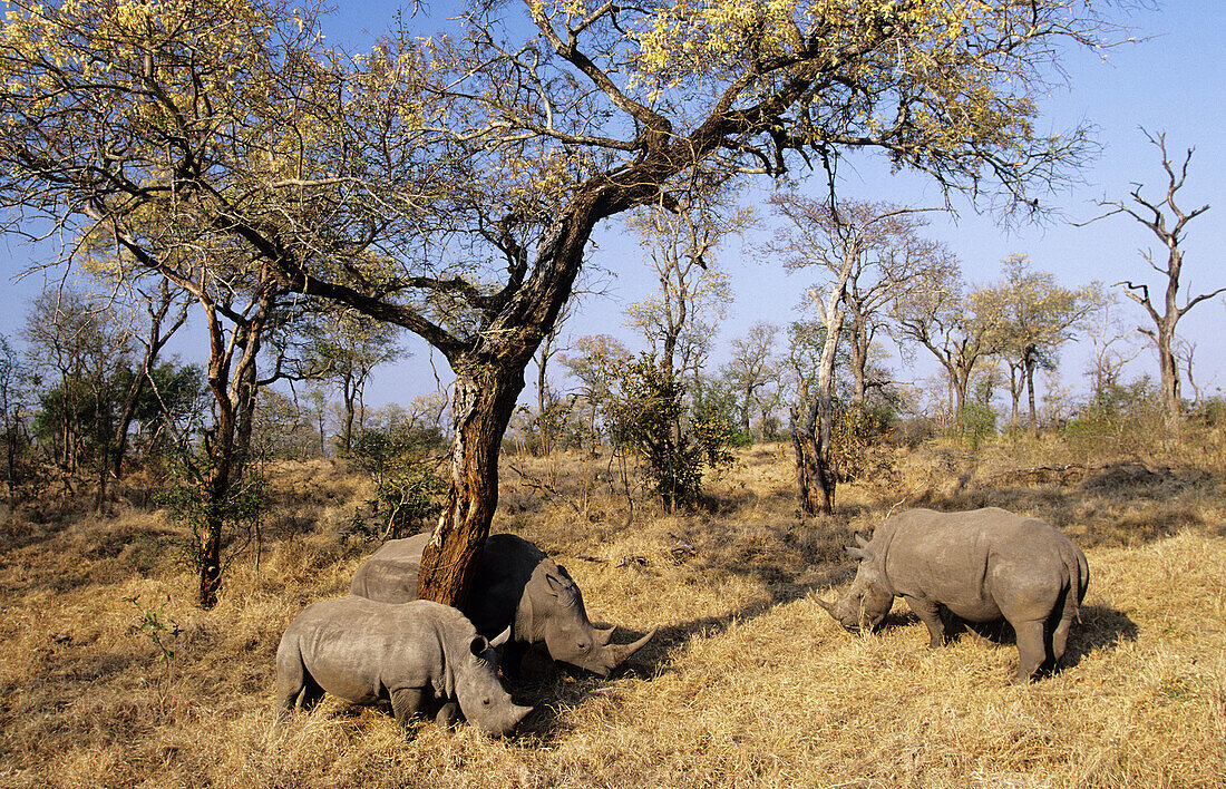 White Rhino (Ceratotherium simum) grazing, Sabi Sabi, South Africa
