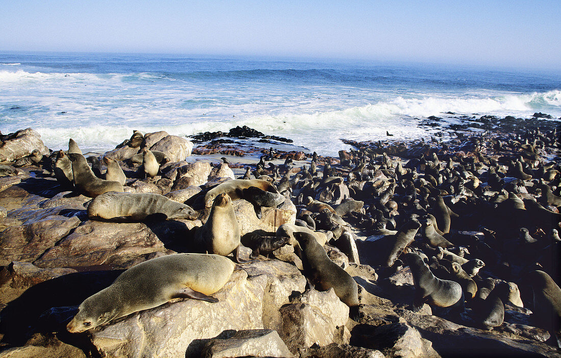 Cape Fur Seal (Arctocephalus pusillus) breeding colony. Cape Cross, Namibia.