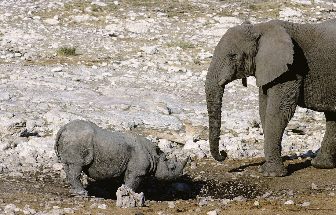 Black Rhino (Diceros bicornis) and African Elephant. Etosha National Park, Namibia.