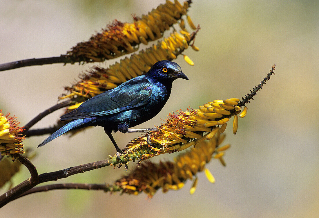 Glossy Starling (Lamprotornis nitens) feeding on aloe. Kruger National Park, South Africa.