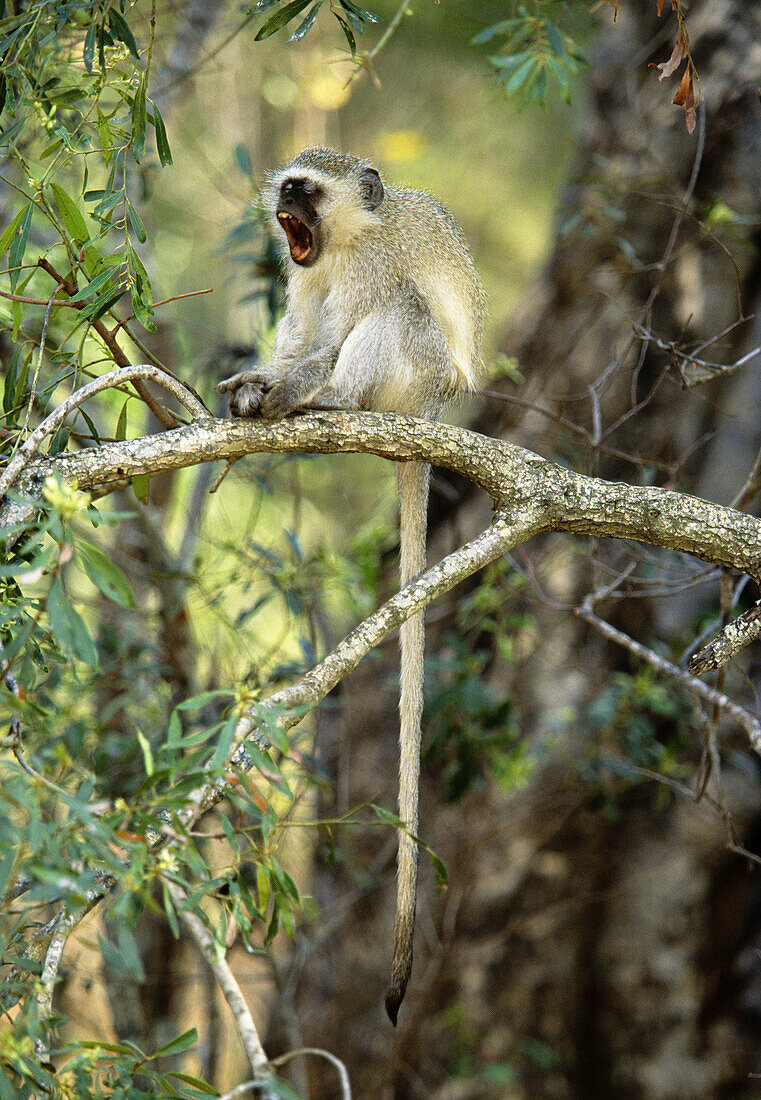 Vervet Monkey (Cercopithecus aethiops) yawning. Kruger National Park, South Africa