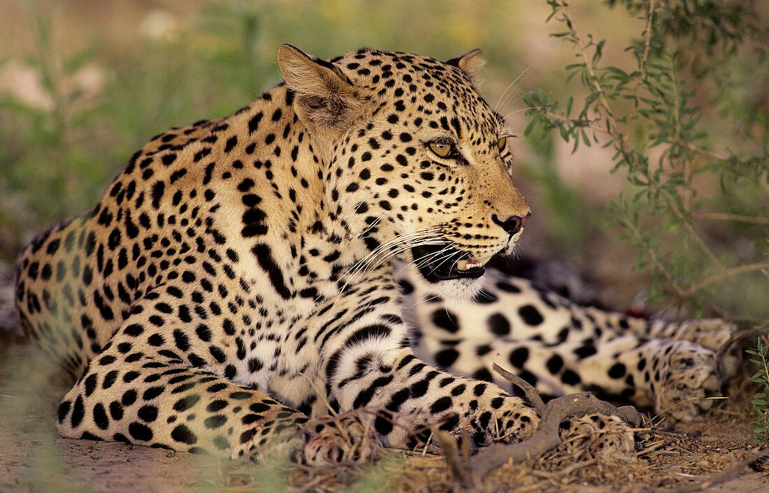 Leopard (Panthera pardus), Kgalagadi Transfrontier Park (formerly Kalahari-Gemsbok National Park), South Africa