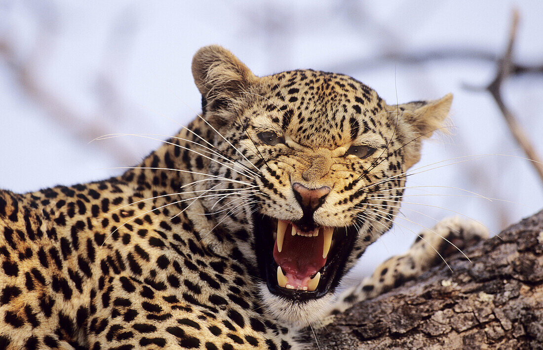 Leopard (Panthera pardus) snarling. Sabi Sabi. Greater Kruger National Park, South Africa