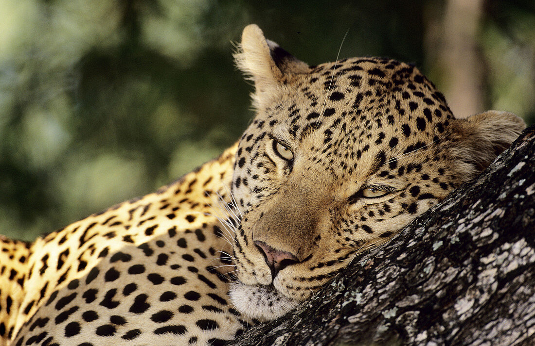 Leopard (Panthera pardus). Sabi Sabi. Greater Kruger National Park, South Africa