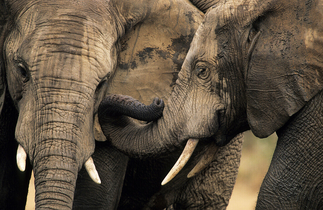African Elephant (Loxodonta africana) greeting. Addo National Park, South Africa