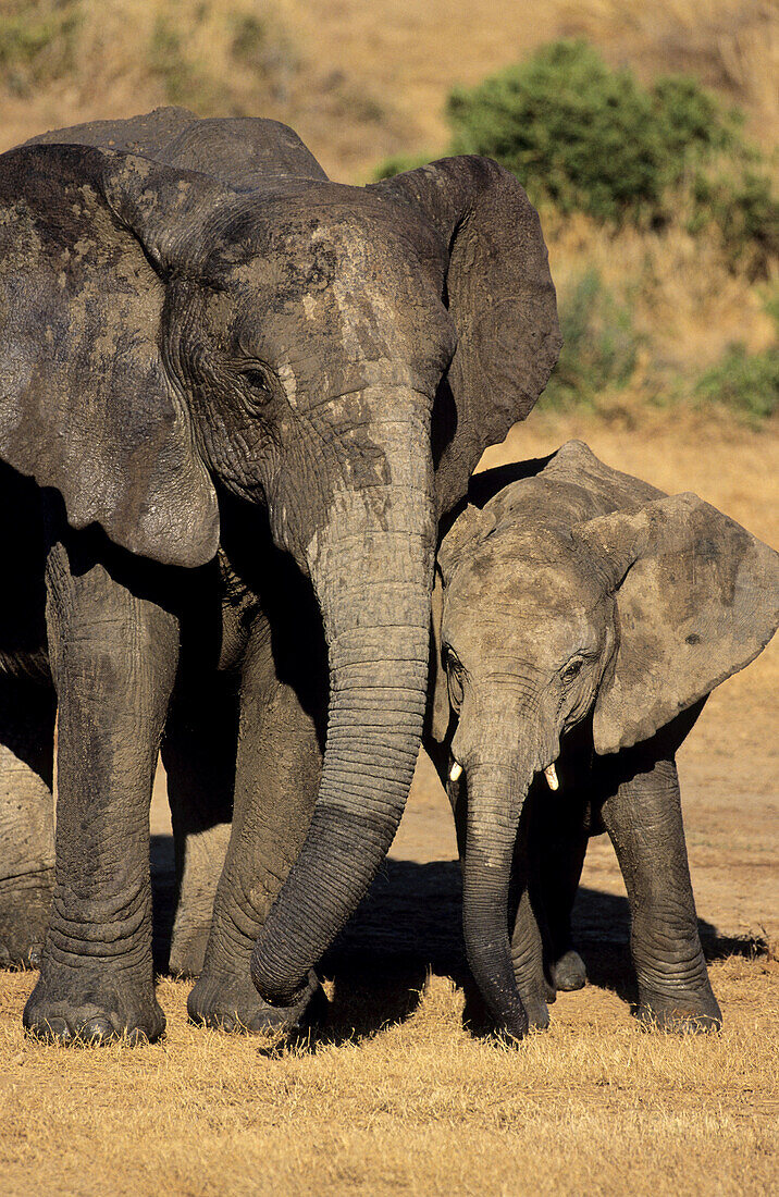 African elephants (Loxodonta africana) mother and baby. Addo Elephant National Park. South Africa