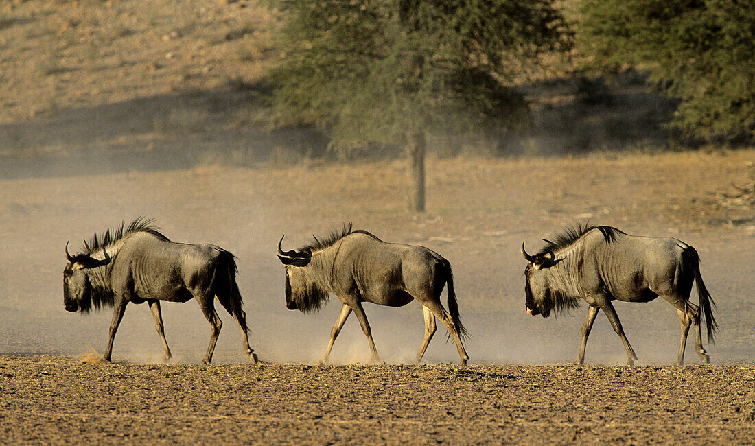 Blue wildebeest (Connochaetes taurinus). Kgalagadi Transfrontier Park. Kalahari, South Africa