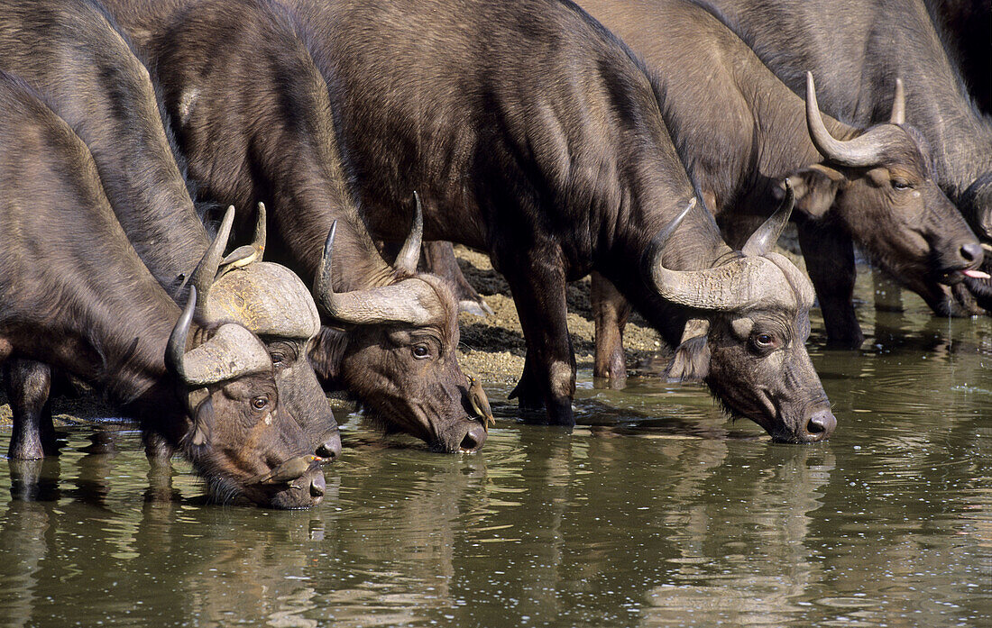 Cape Buffalo (Syncerus caffer). Herd at waterhole. Kruger National Park, South Africa