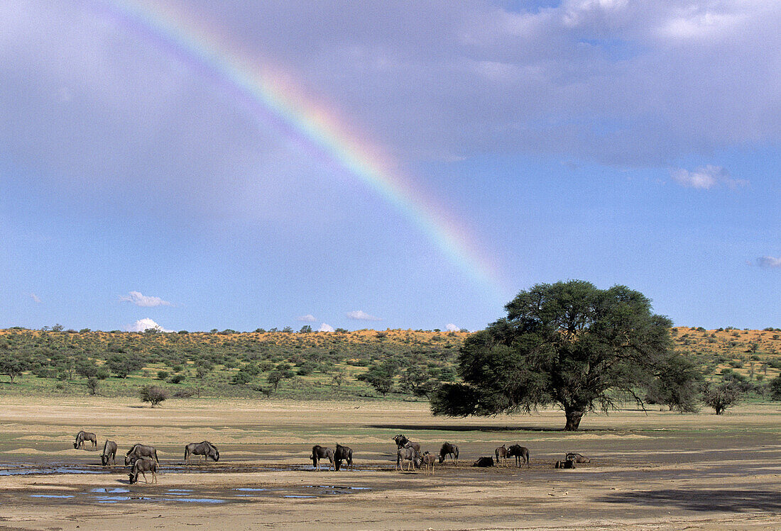 Blue wildebeest (Connochaetes taurinus) with rainbow. Kgalagadi Transfrontier Park. Kalahari, South Africa