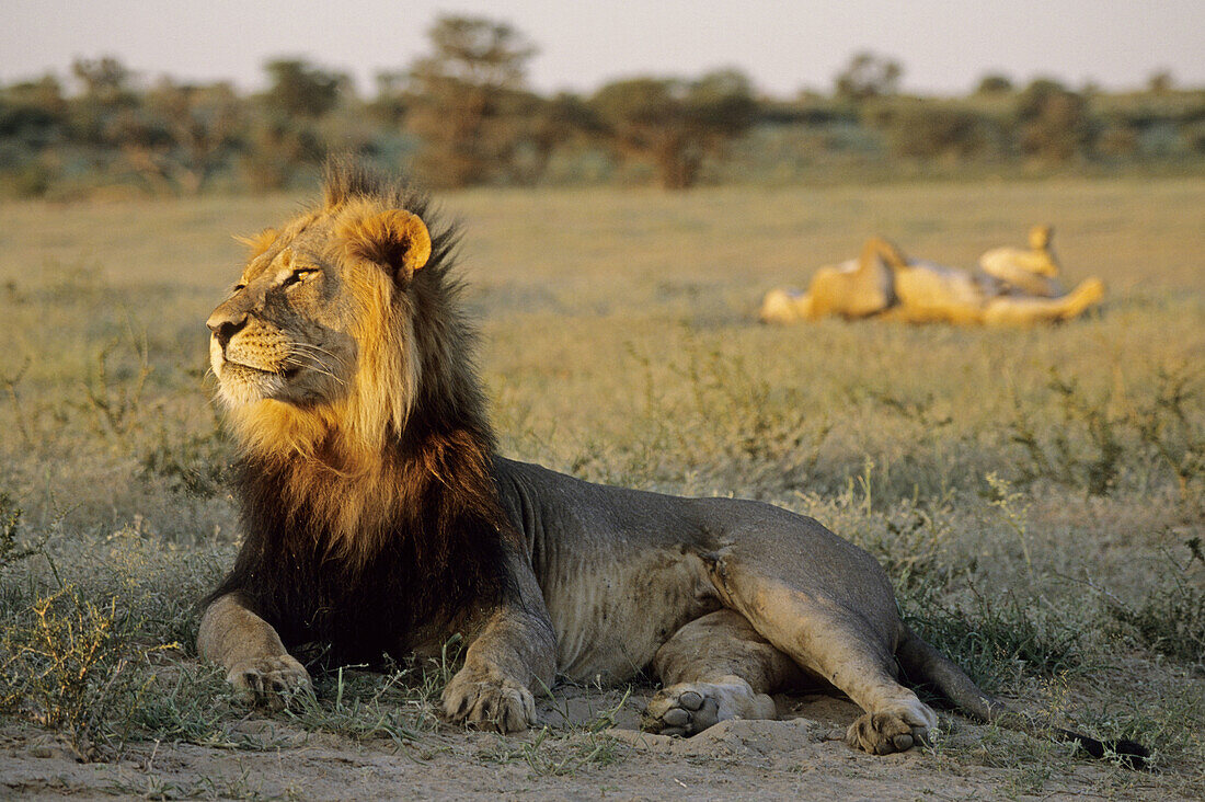 Lion and Lioness (Panthera leo). Kgalagadi Transfrontier Park. Kalahari, South Africa