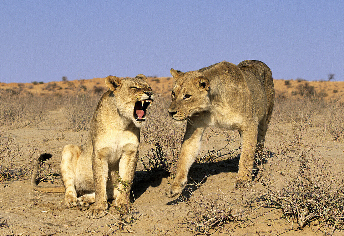 Lioness (Panthera leo). Kgalagadi Transfrontier Park. Kalahari, South Africa