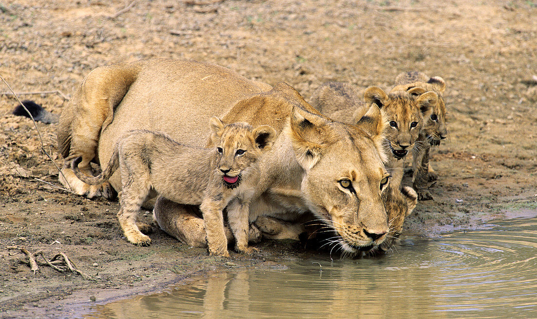 Lioness and cubs (Panthera leo). Kgalagadi Transfrontier Park. Kalahari, South Africa